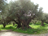 Olivenöl Nativ Extra - Familie Gourniezakis 250ml