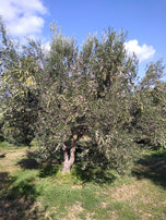 Olivenöl Nativ Extra - Pasiphae Violeta 250ml